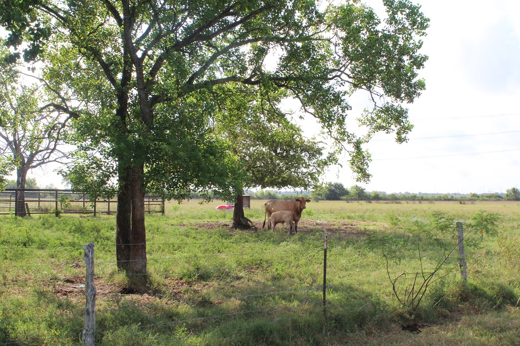 312 acres in  Wharton County