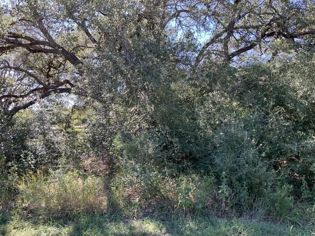 260.9 (+/-) acres Goliad County, Texas