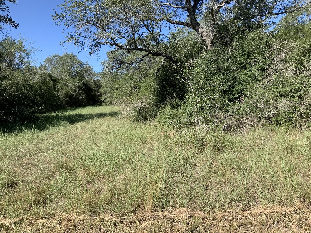 260.9 (+/-) acres Goliad County, Texas