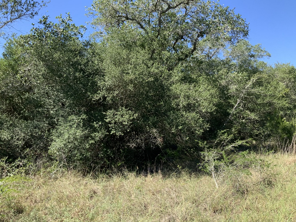 260.9 (+/-) acres Goliad County, Texas