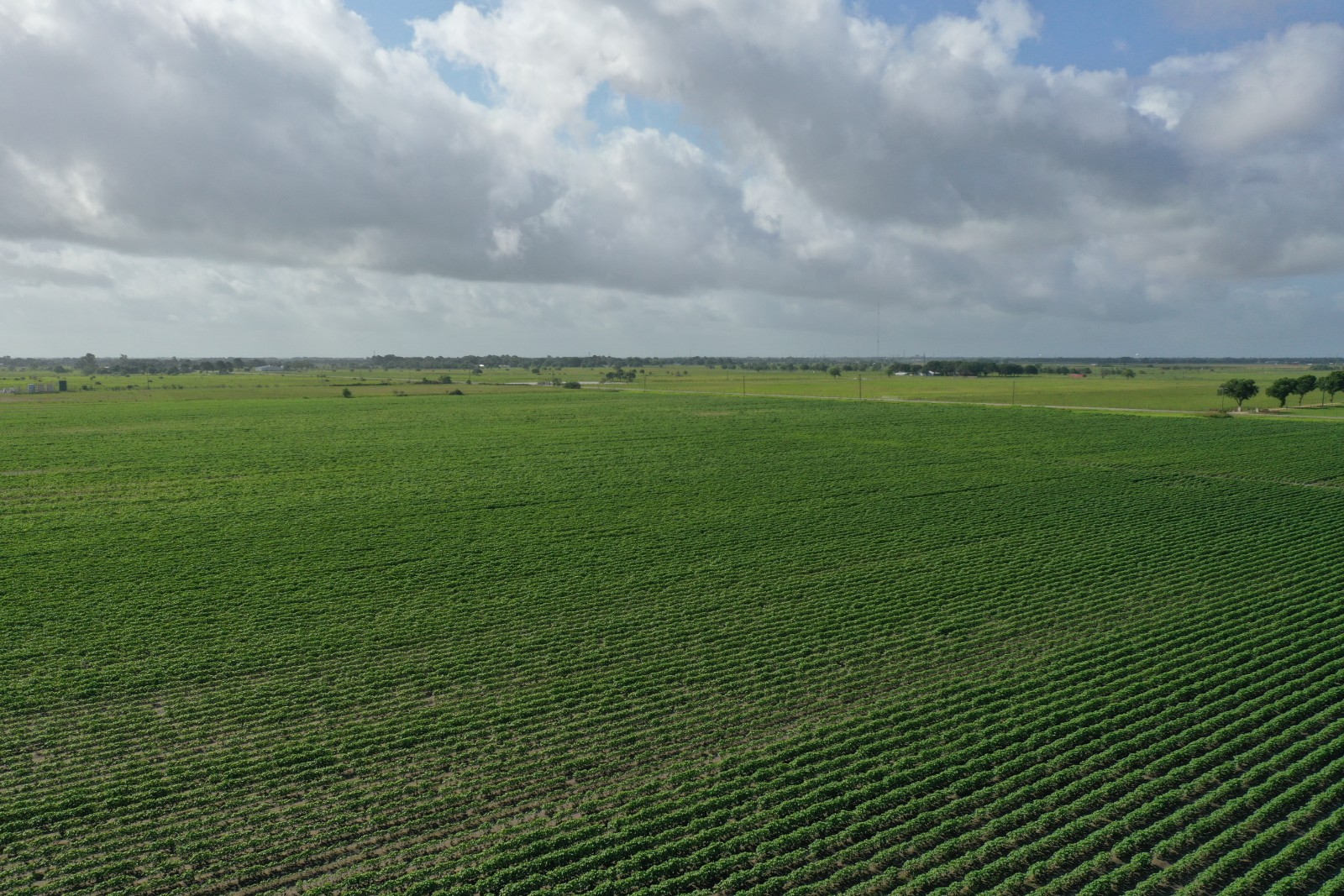 83.36 acres (+/-) in Wharton County