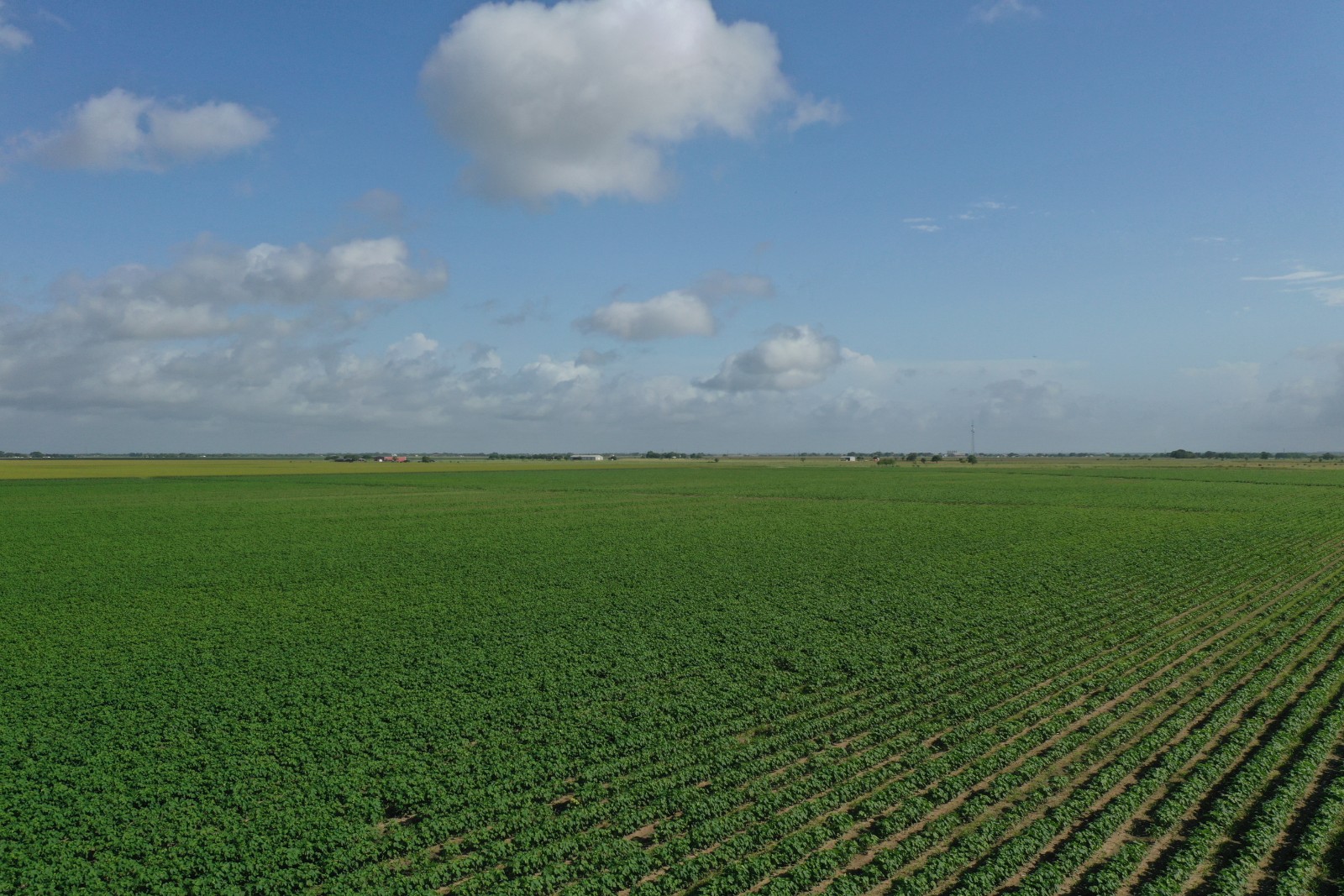 83.36 acres (+/-) in Wharton County