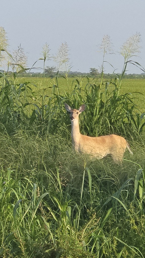 CR 375, EL CAMPO, TX  77437